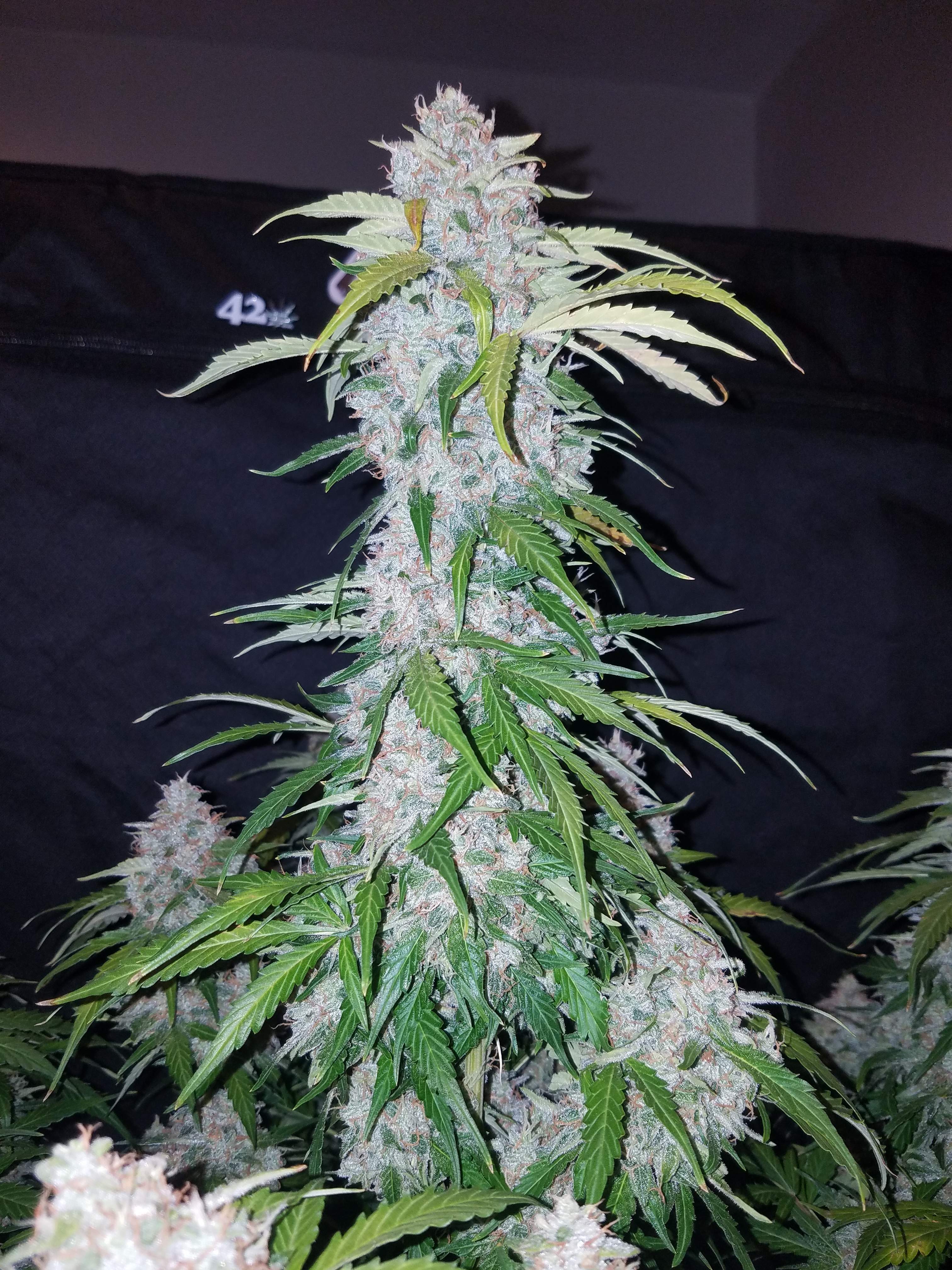 Fast Buds Six Shooter Auto