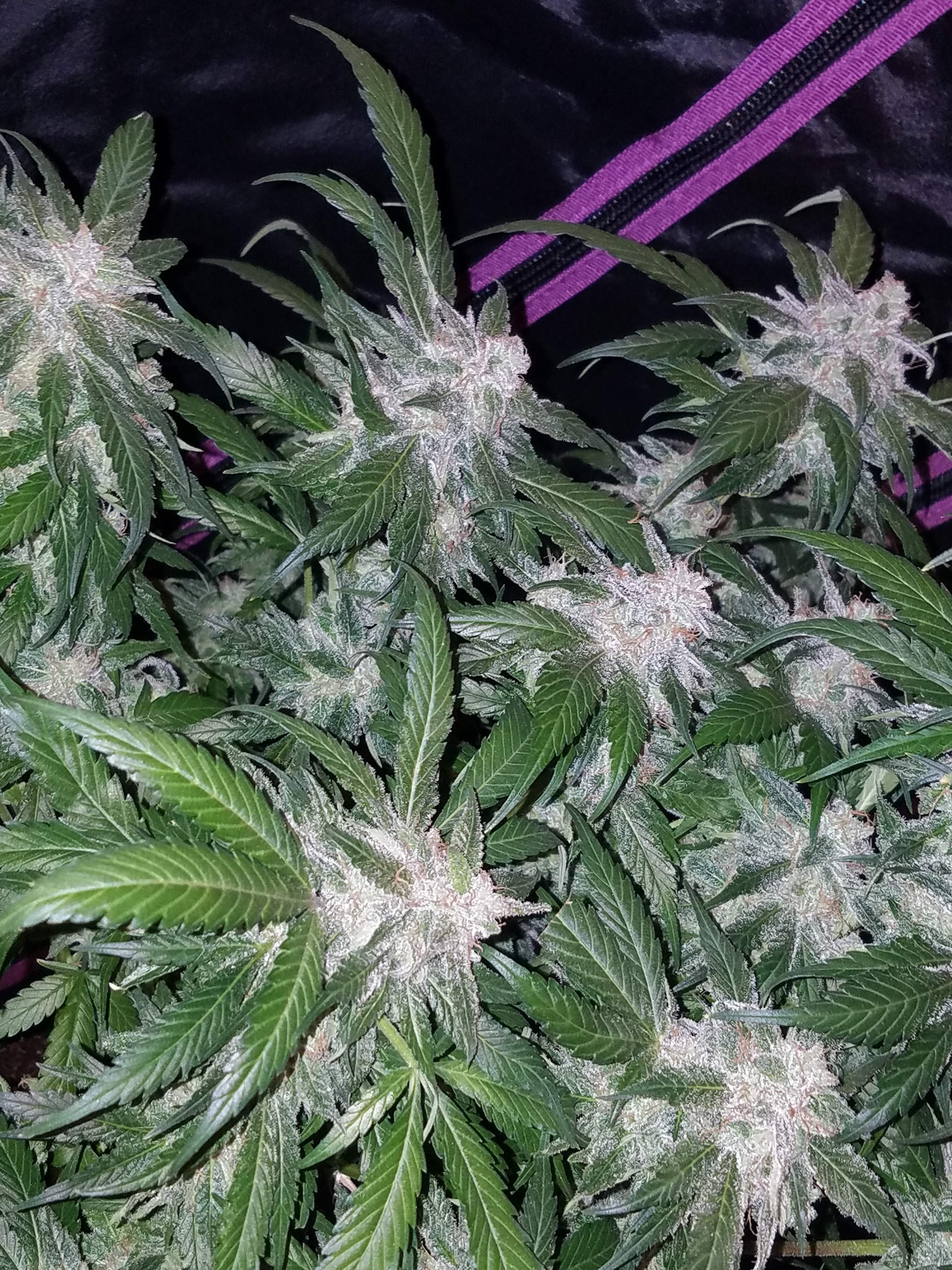 Fast Buds Tangie Matic Auto