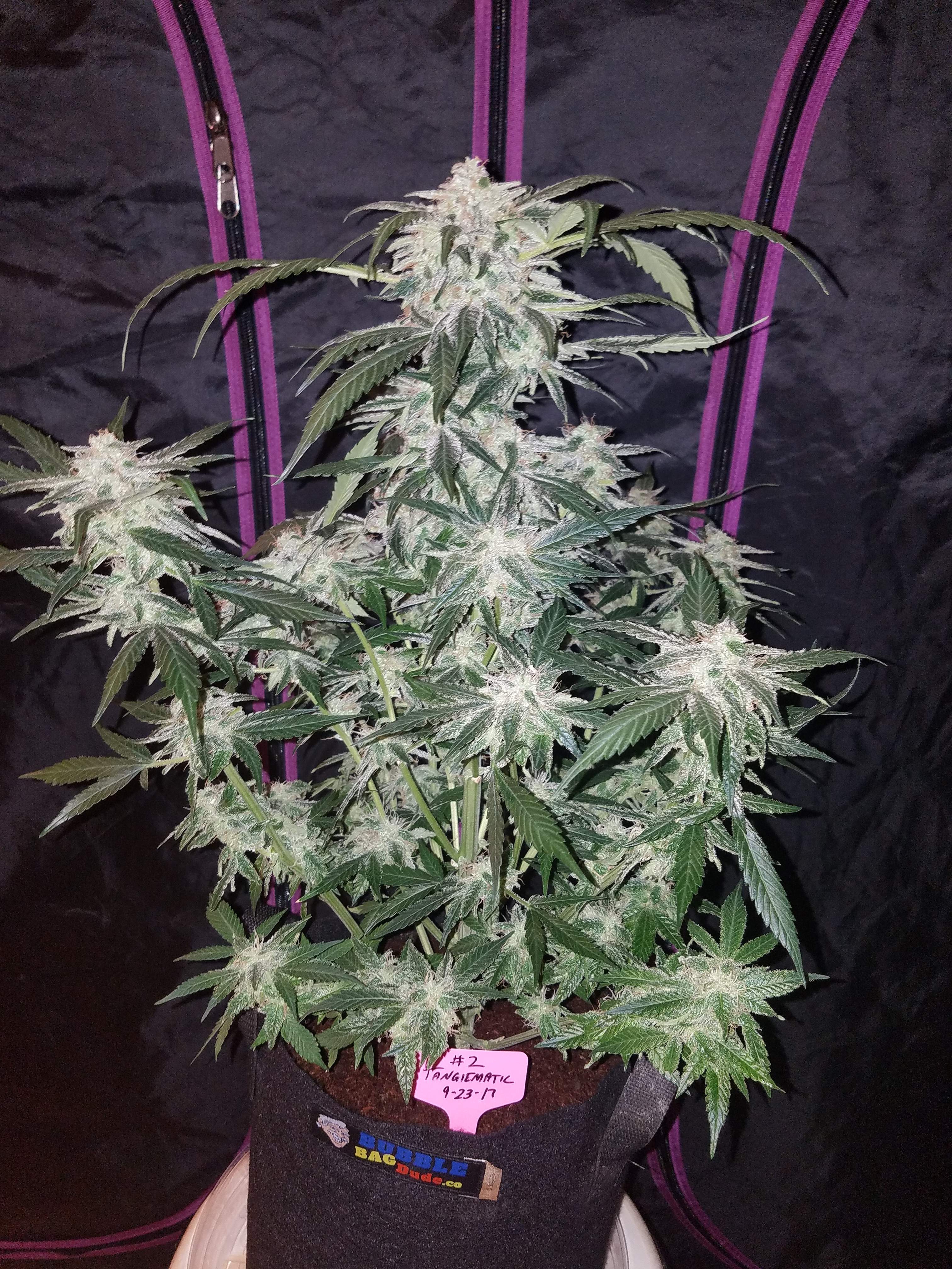 Fast Buds Tangie Matic Auto