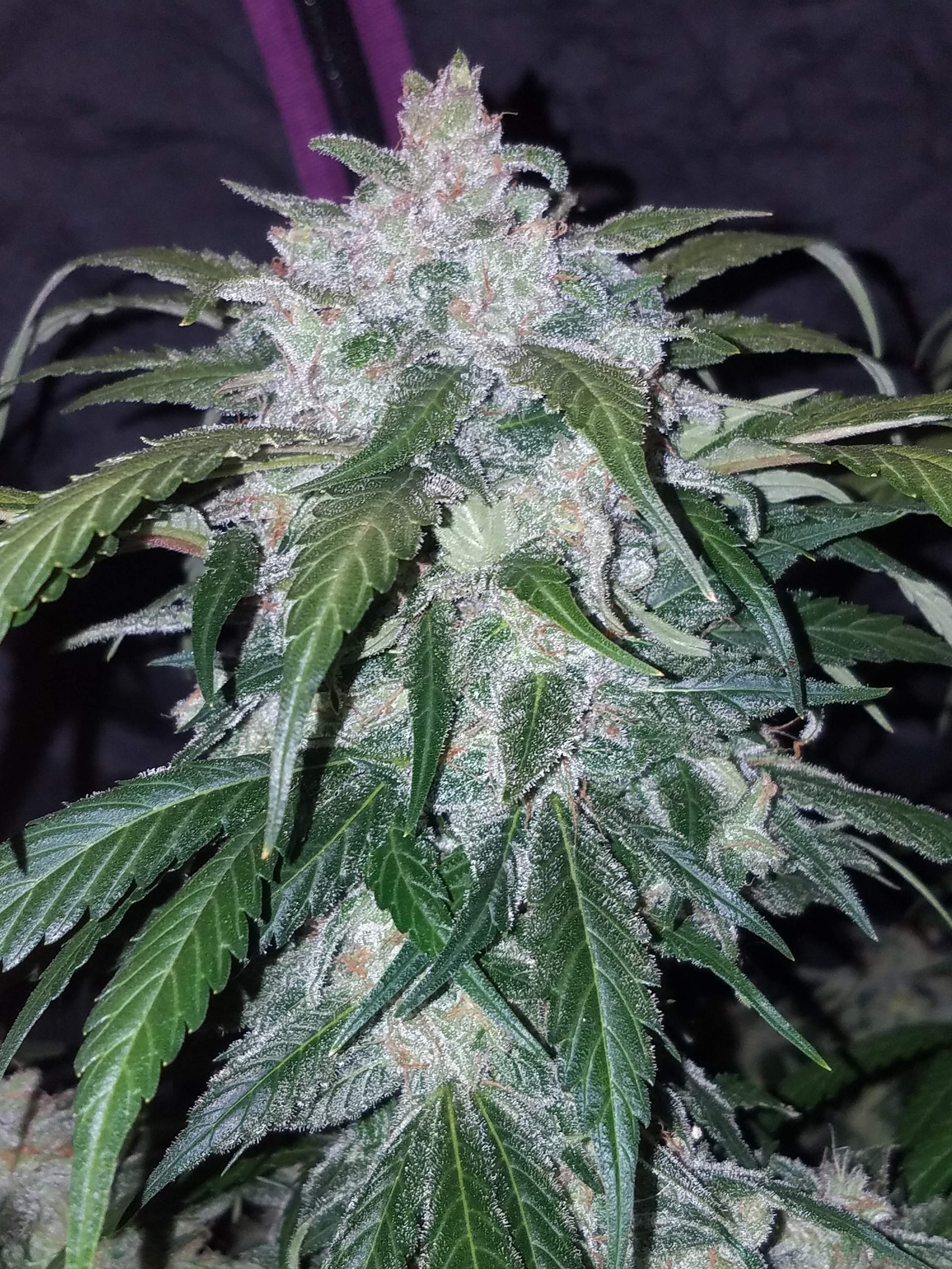Fast Buds Tangie Matic Auto