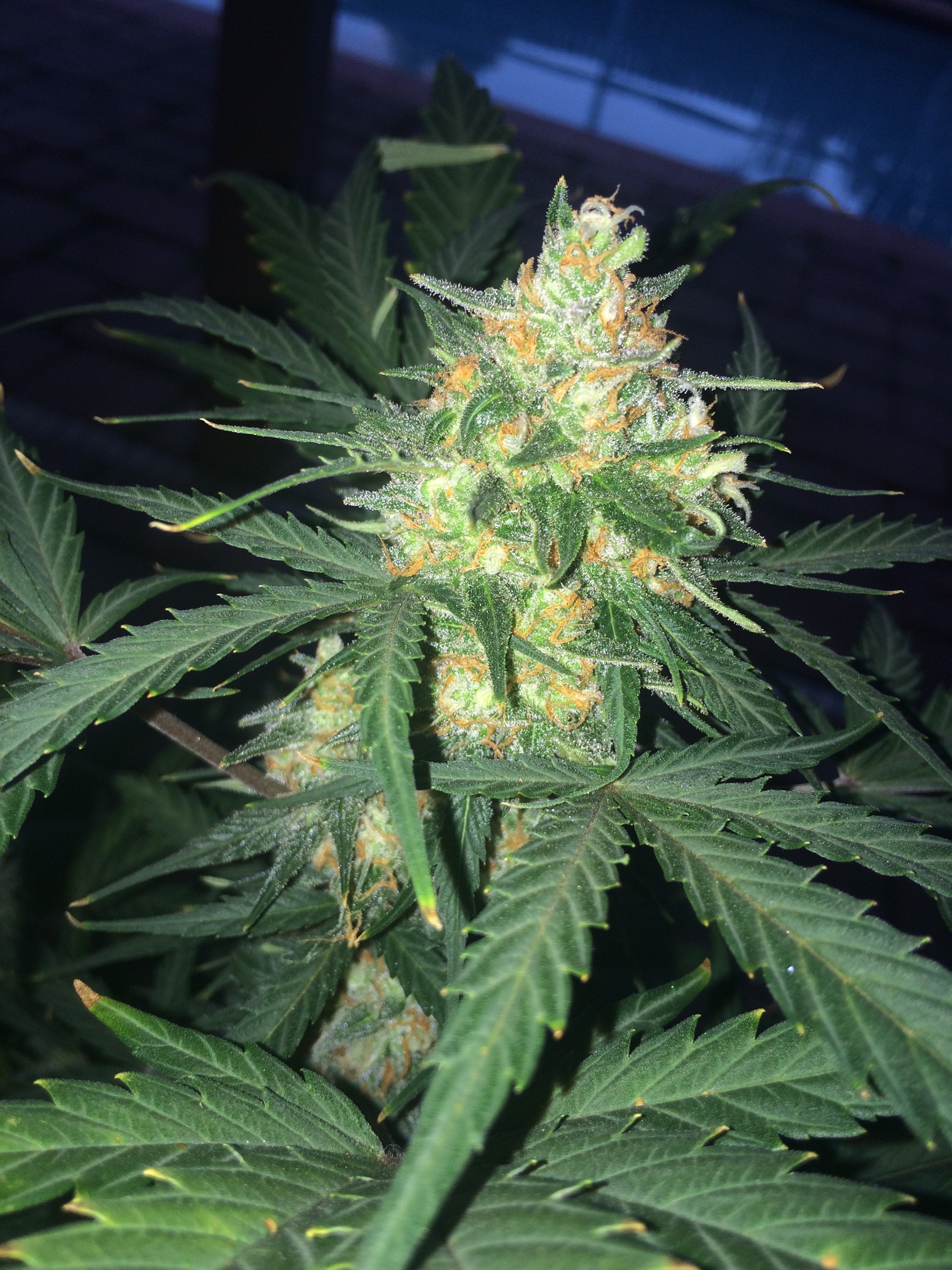 Fast Buds West Coast OG Auto