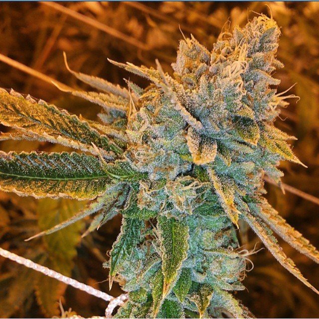 Fast Buds West Coast OG Auto