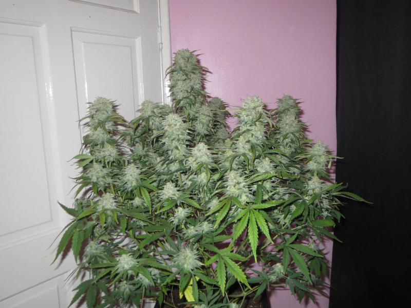 Fast Buds West Coast OG Auto