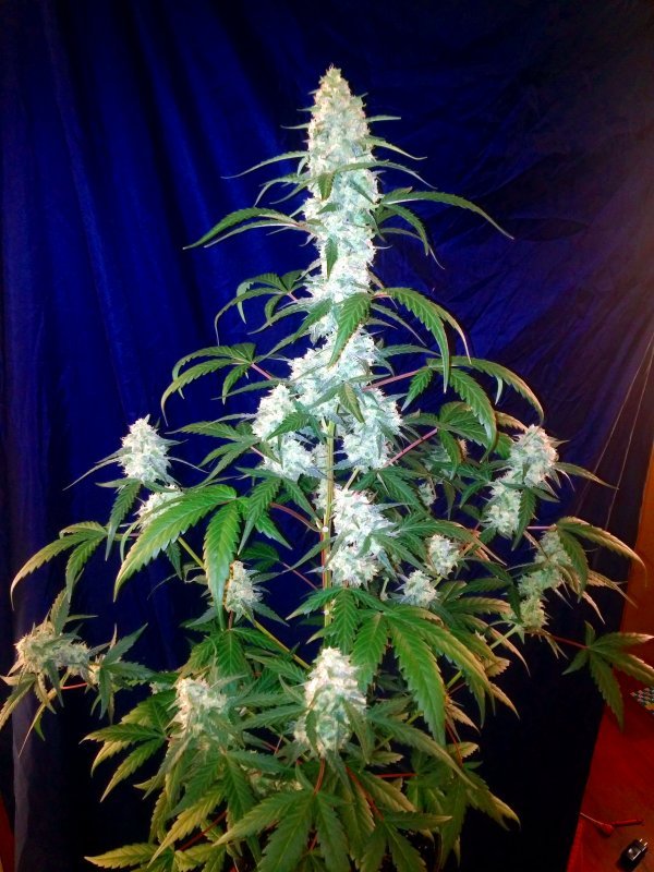 Fast Buds West Coast OG Auto