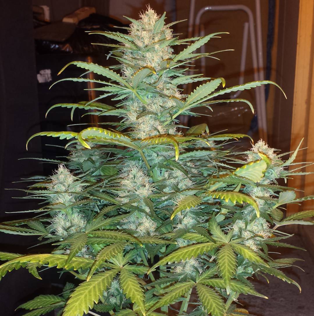 Fast Buds West Coast OG Auto