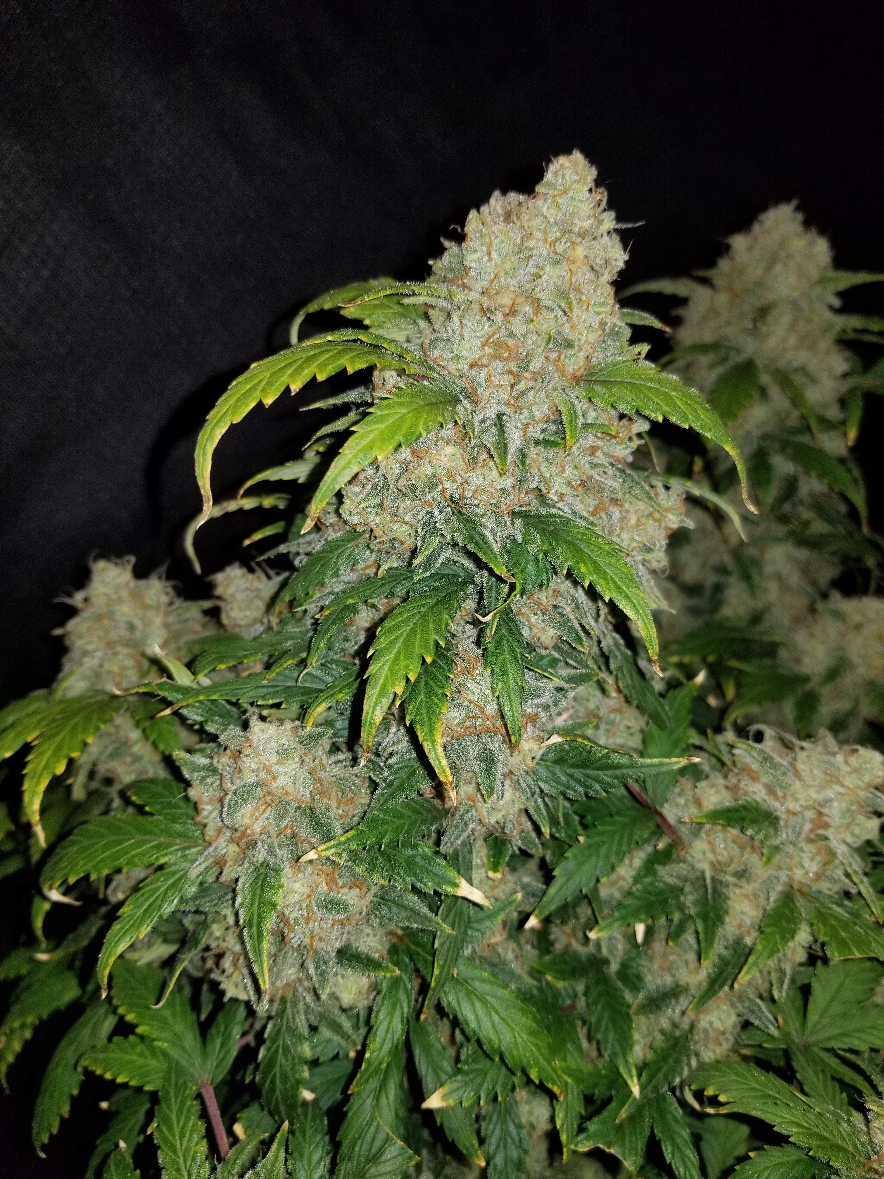 Fast Buds Zkittlez Auto