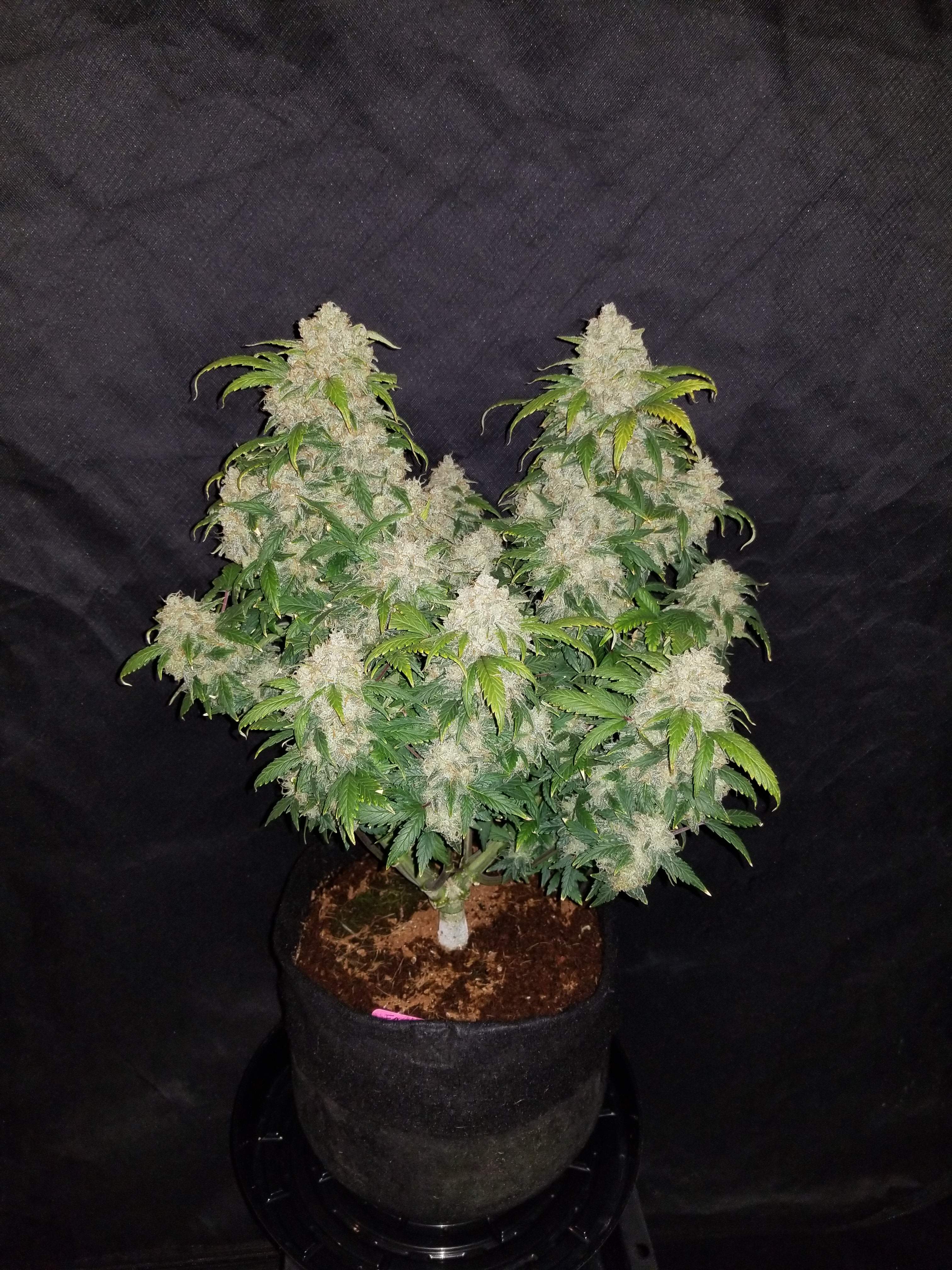 Fast Buds Zkittlez Auto