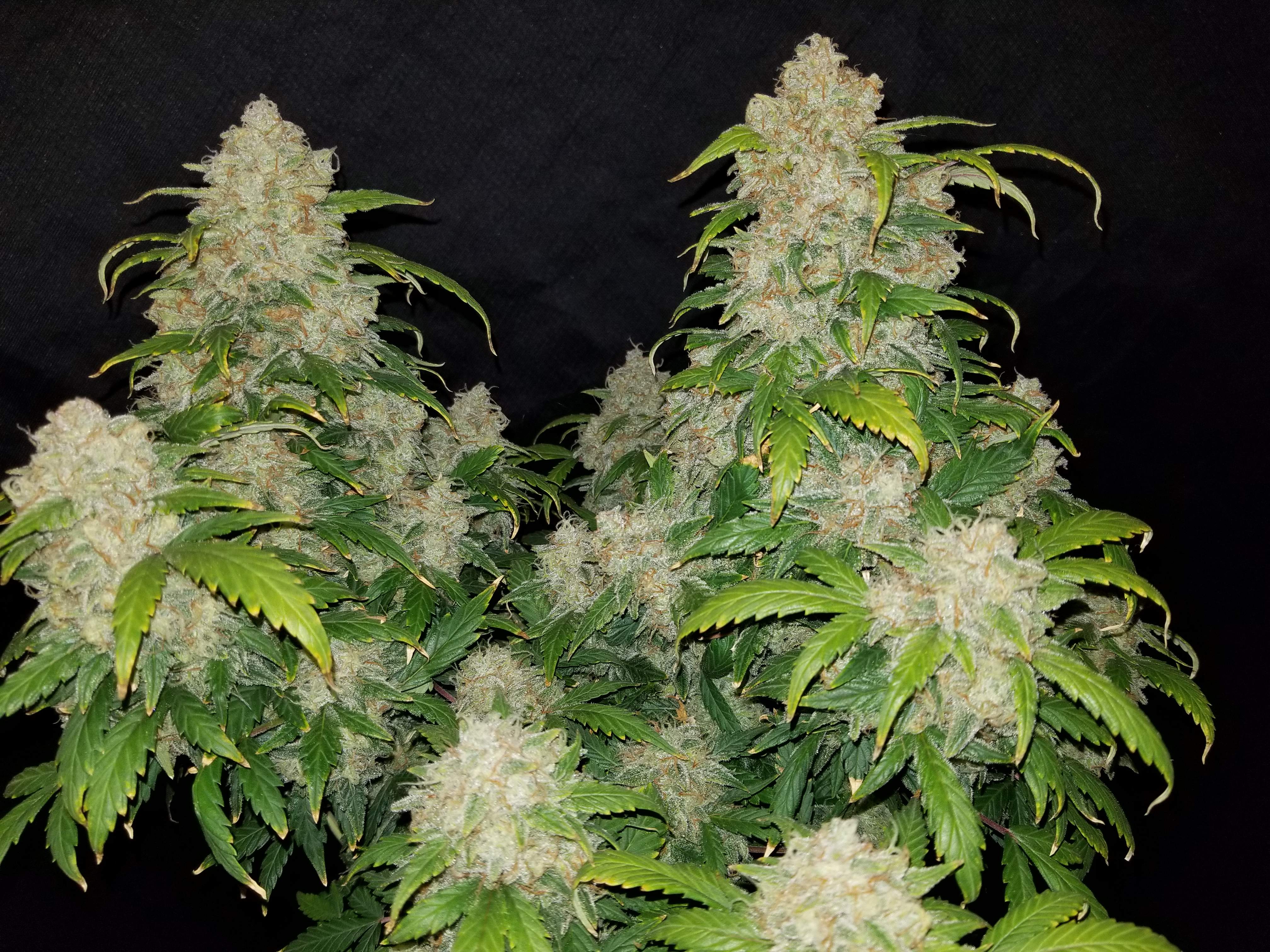Fast Buds Zkittlez Auto