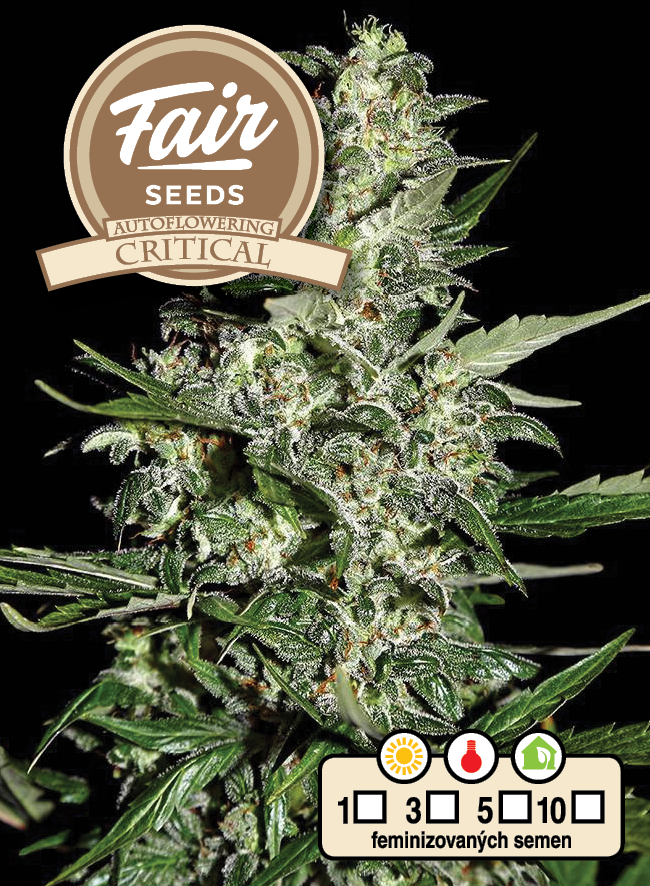 Fair Seeds Auto Critical