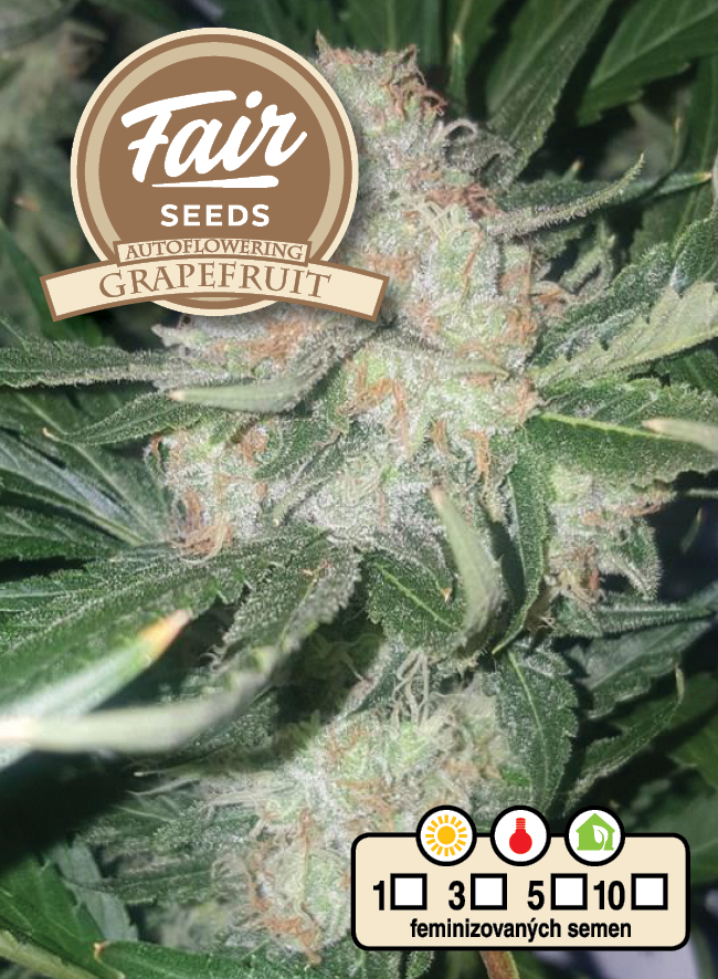 Fair Seeds Auto Grapefruit