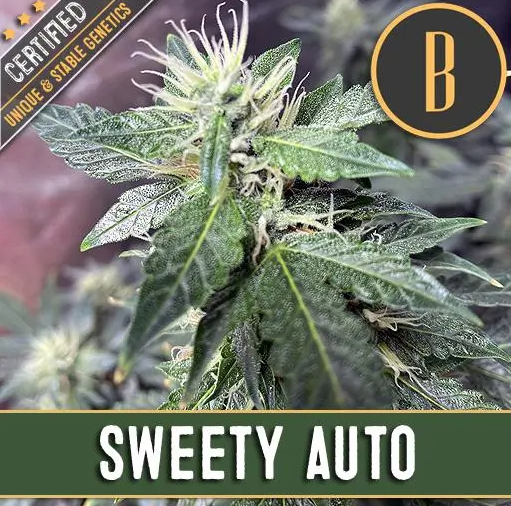 Blimburn Seeds Sweety Auto