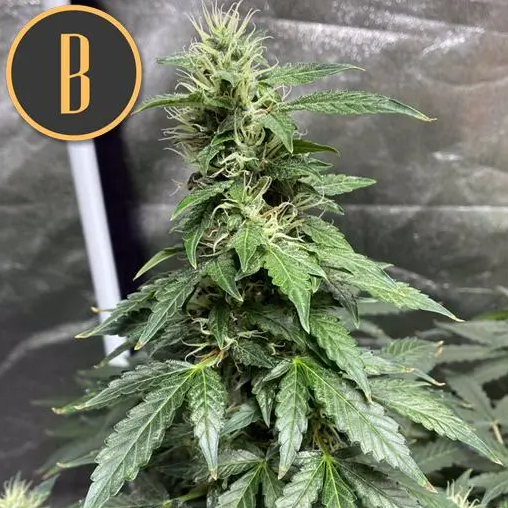 Blimburn Seeds Sweety Auto