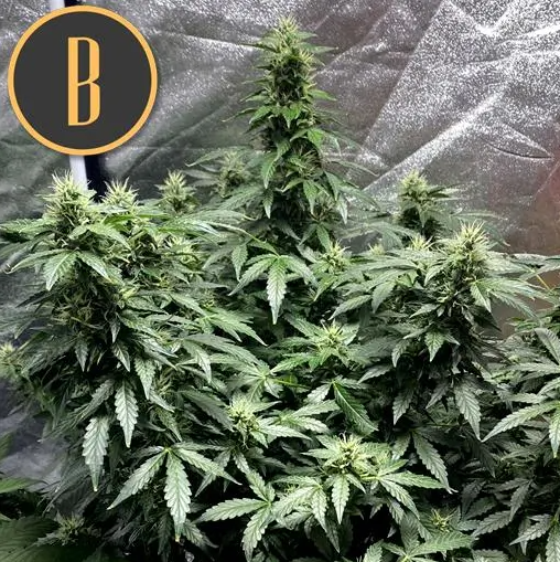 Blimburn Seeds Sweety Auto