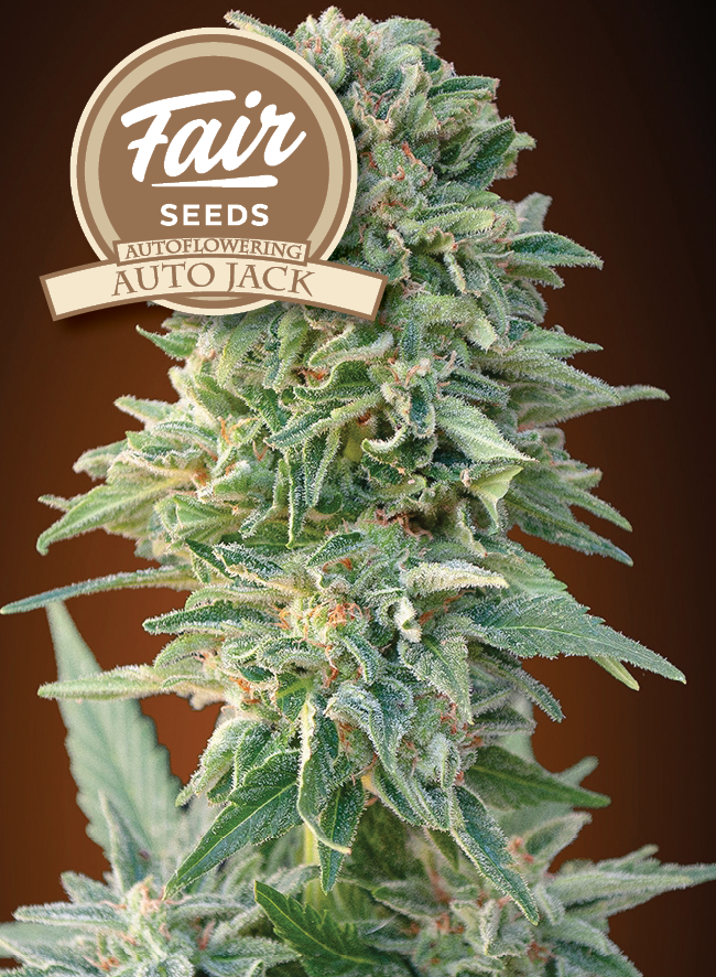 Fair Seeds Auto Jack