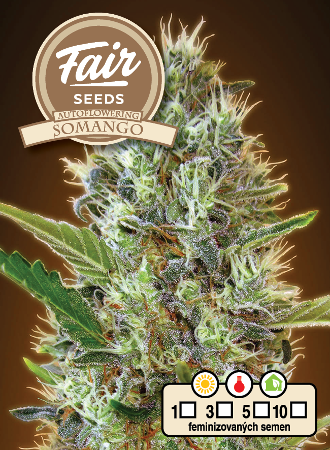 Fair Seeds Auto Somango