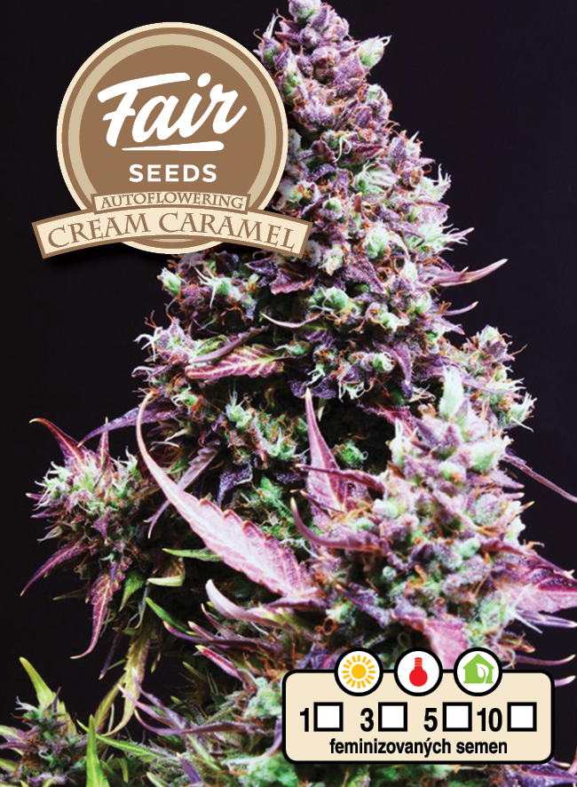 Fair Seeds Auto Cream Caramel Feminisiert Autoflower