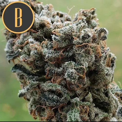 Blimburn Seeds Zombie Death Fuck Feminisiert