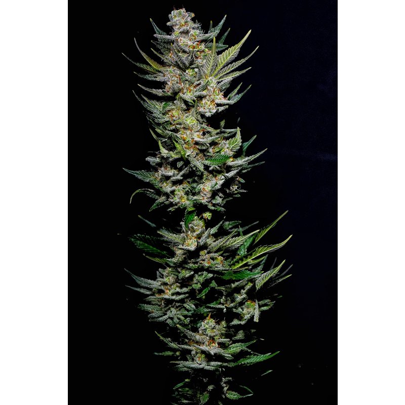 Holy Seeds Bank Chuck Norris Feminisiert