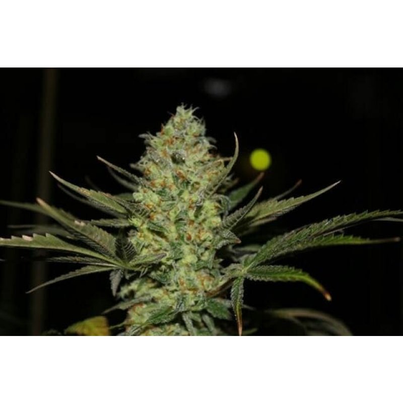 Holy Seeds Bank Fallen Angel Autoflowering Feminisierte Autoflower