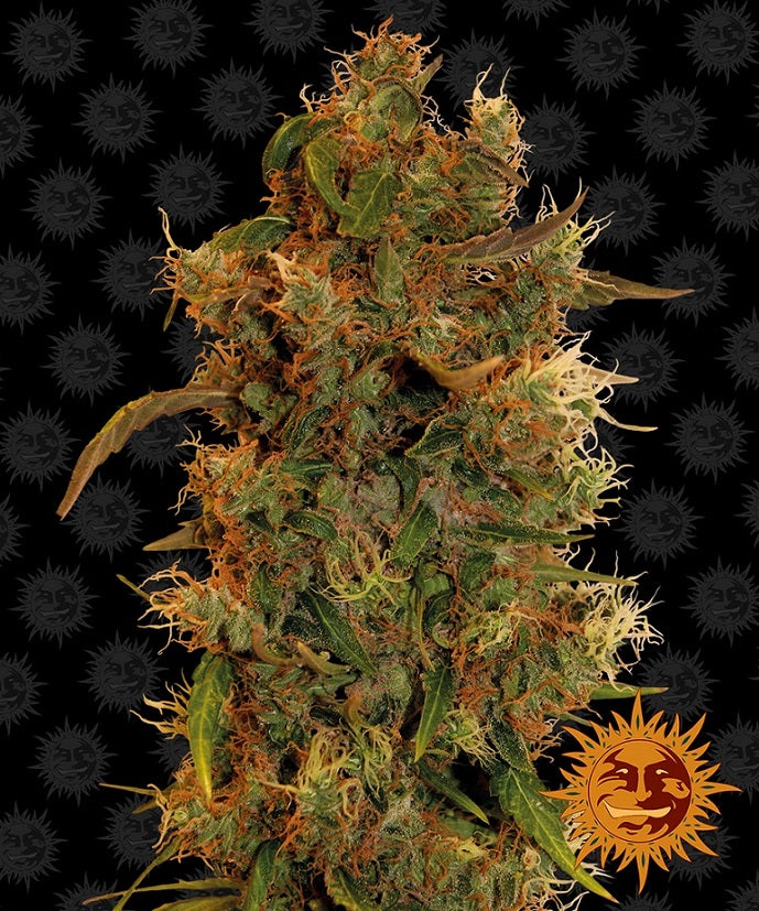 Barney's Farm 8 Ball Kush Feminisiert