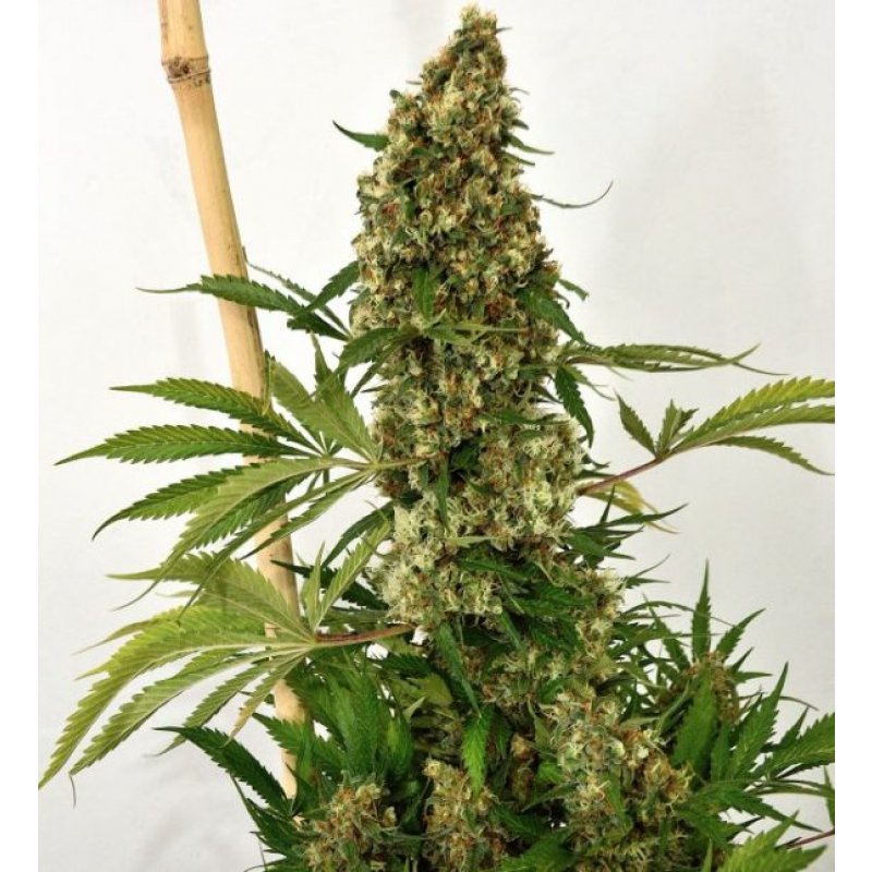 Holy Seeds Bank Maximus Autoflowering Feminisierte Autoflower