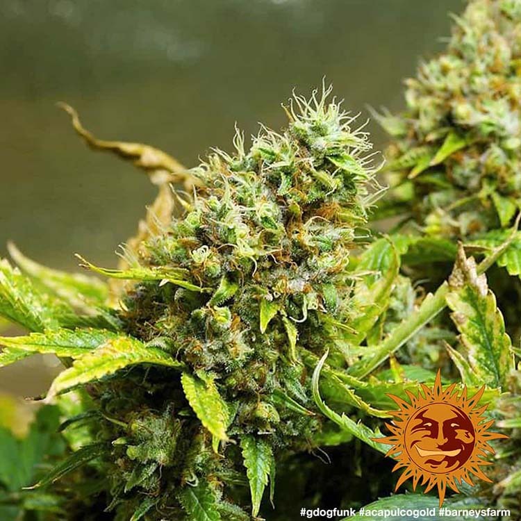 Barney's Farm Acapulco Gold, feminisiert