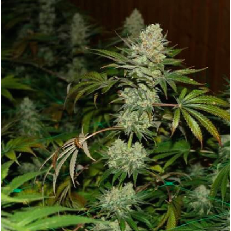Holy Seeds Bank The Punisher Autoflowering Feminisierte Autoflower