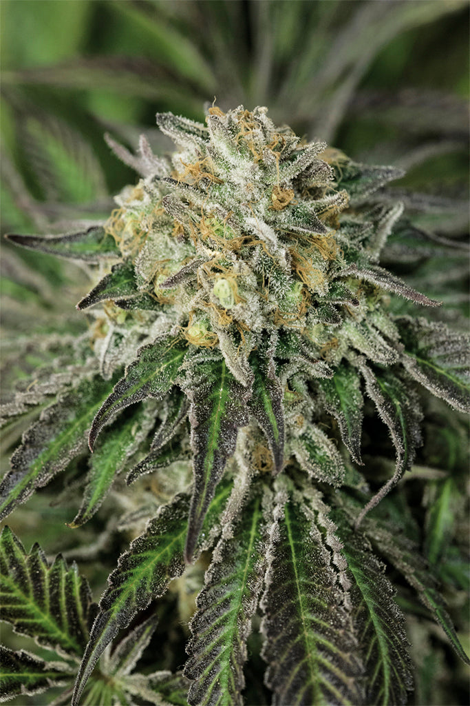 Humboldt Seeds Amherst Sour Diesel Feminisiert