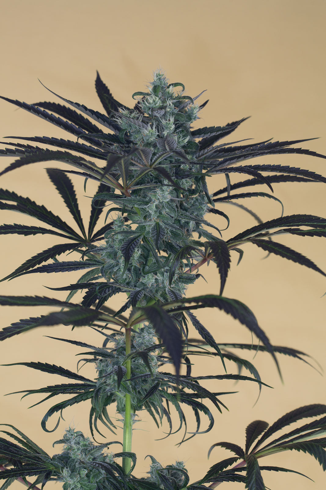 Humboldt Seeds Blueberry Stirnband feminisiert