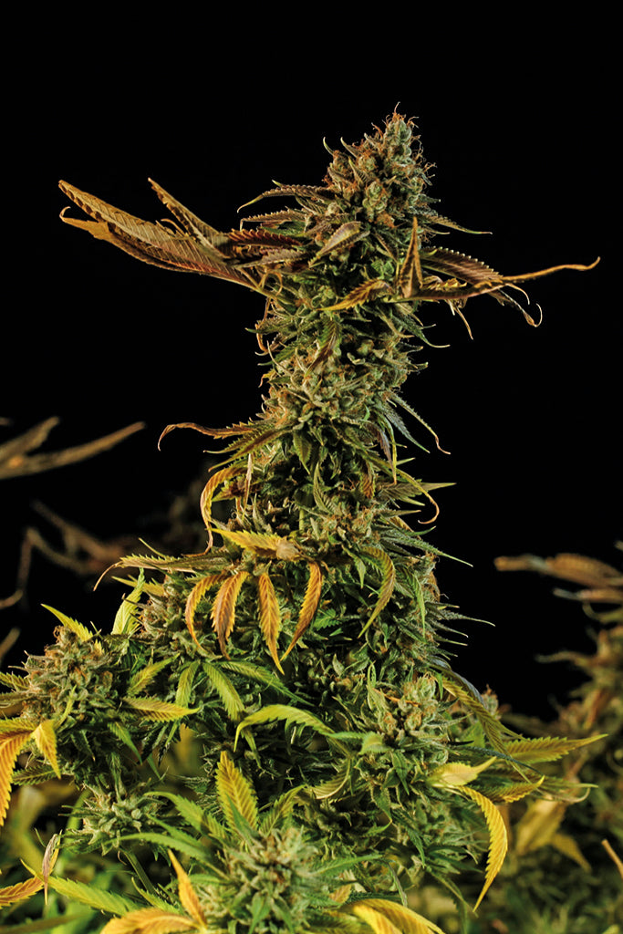 Humboldt Seeds Blueberry Stirnband feminisiert