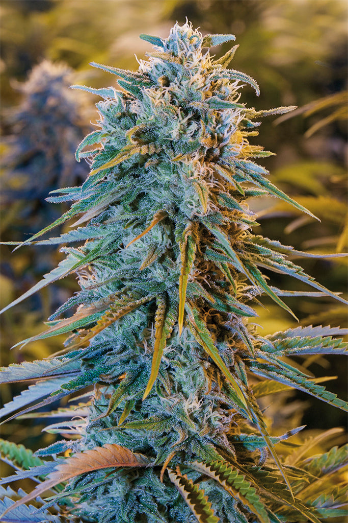 Humboldt Seeds Blue Dream Feminisiert