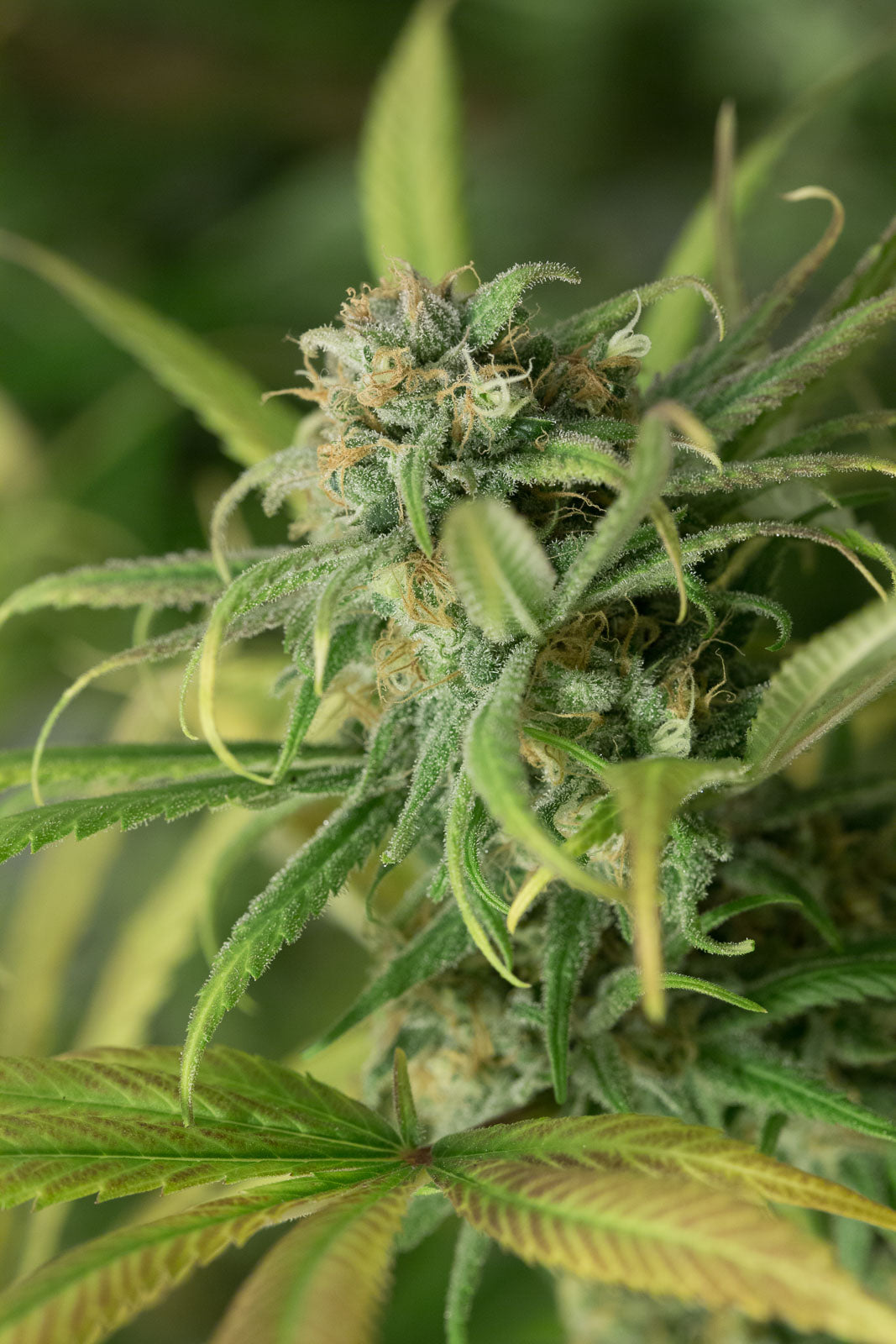 Humboldt Seeds Blue Dream Feminisiert