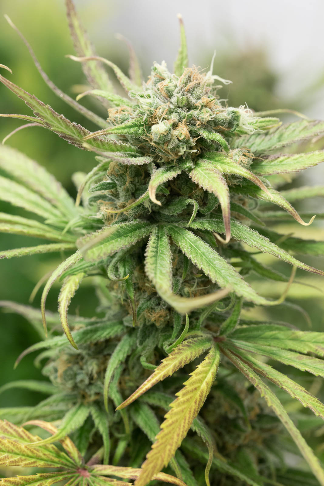 Humboldt Seeds Blue Dream Feminisiert
