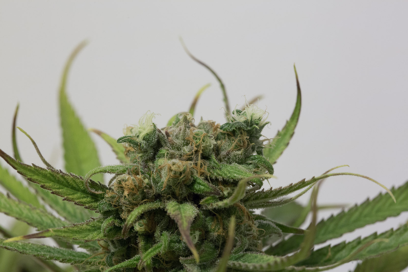 Humboldt Seeds Blue Dream Feminisiert