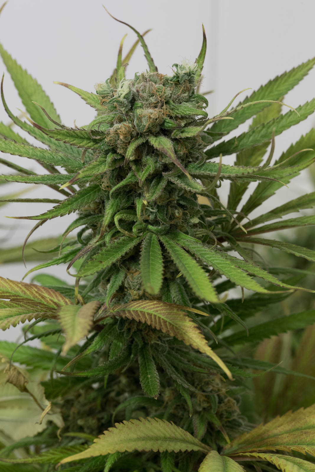Humboldt Seeds Blue Dream Feminisiert