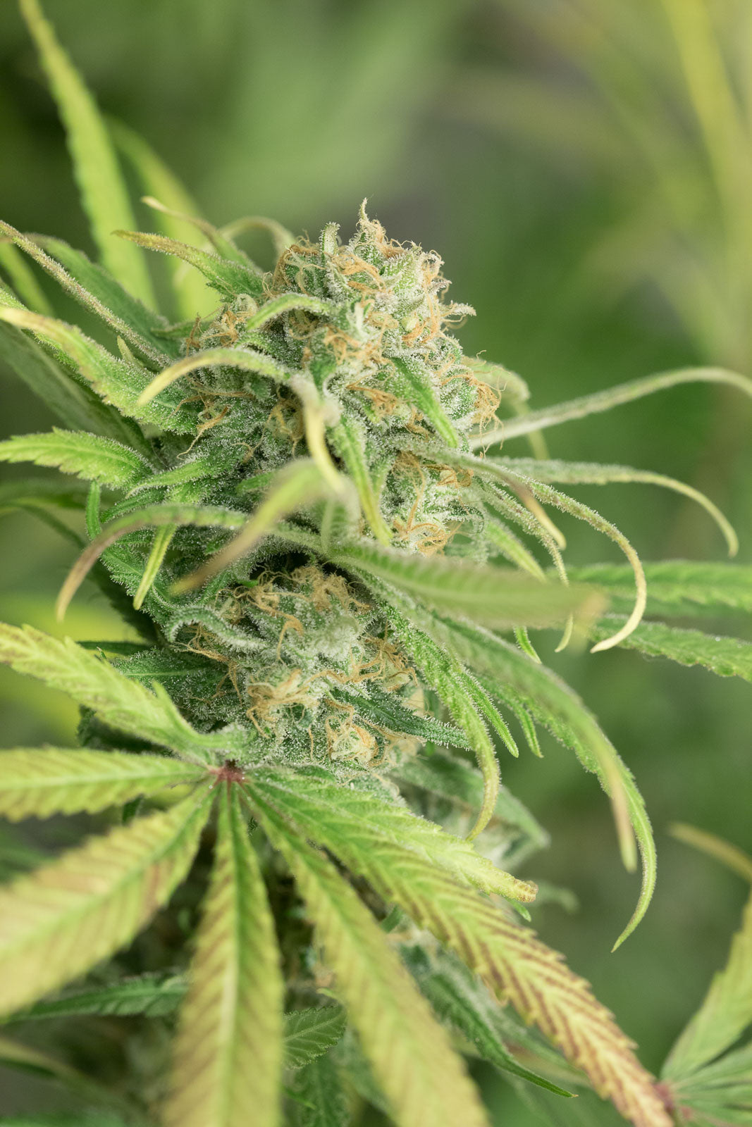 Humboldt Seeds Blue Dream Feminisiert