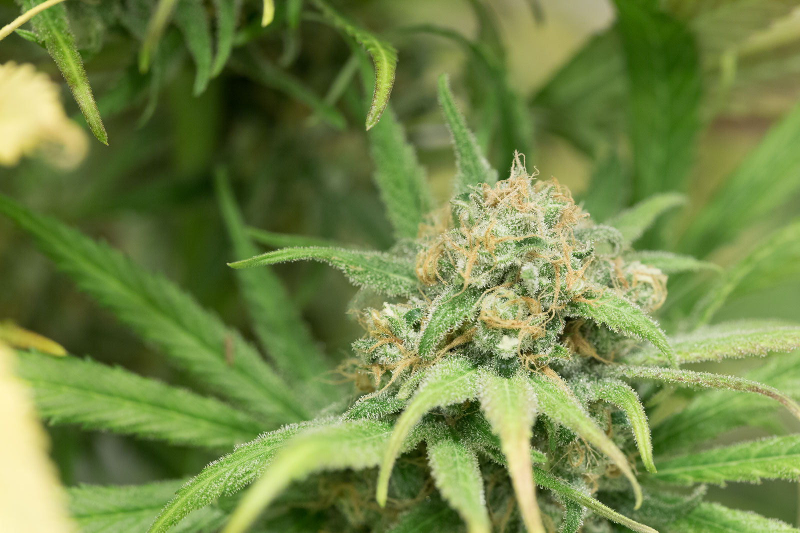 Humboldt Seeds Blue Dream Feminisiert