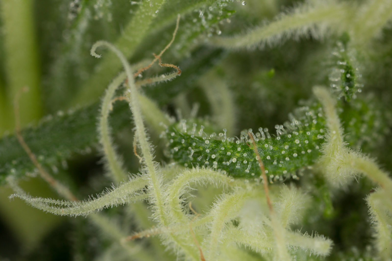 Humboldt Seeds Blue Dream Feminisiert
