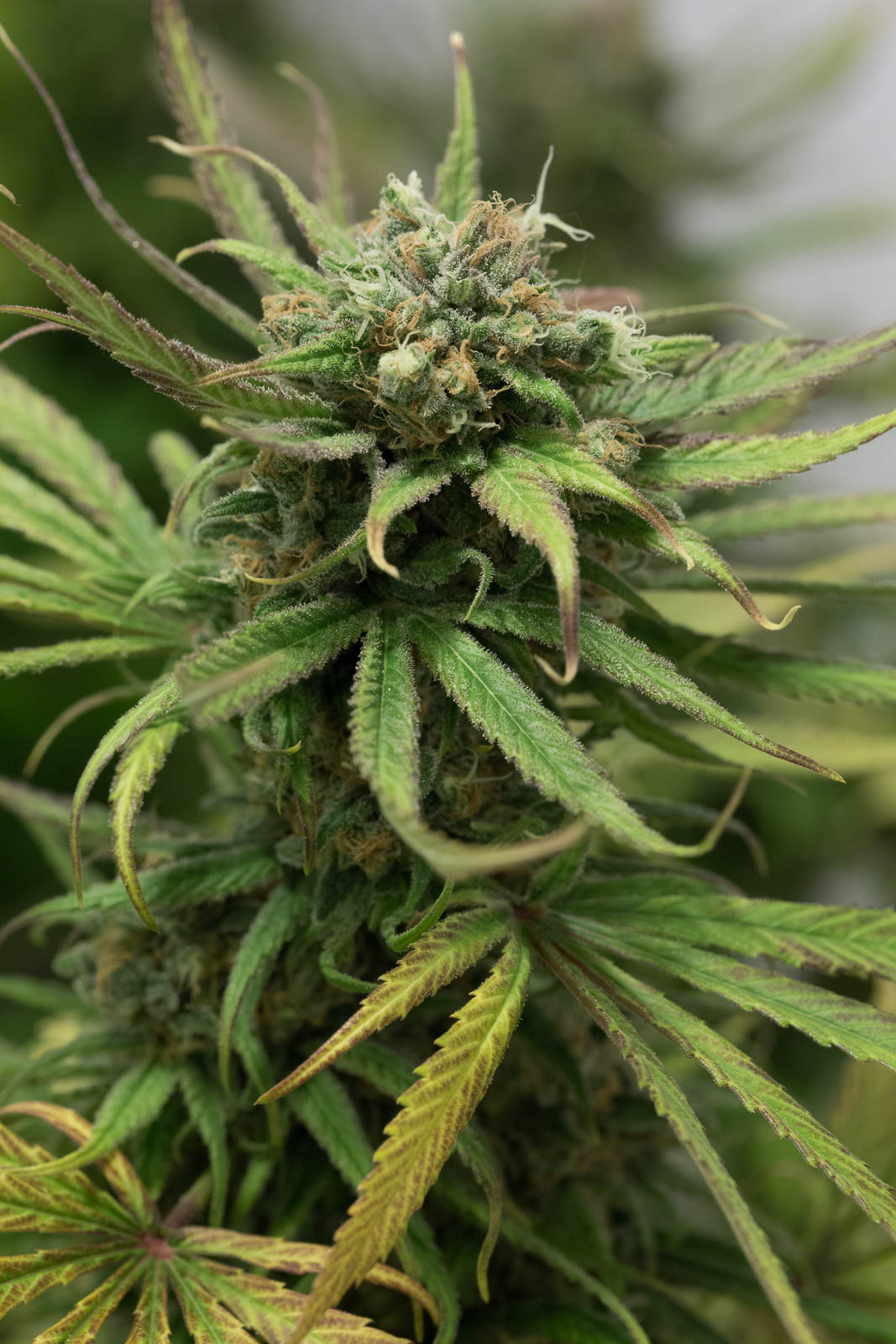Humboldt Seeds Blue Dream Feminisiert