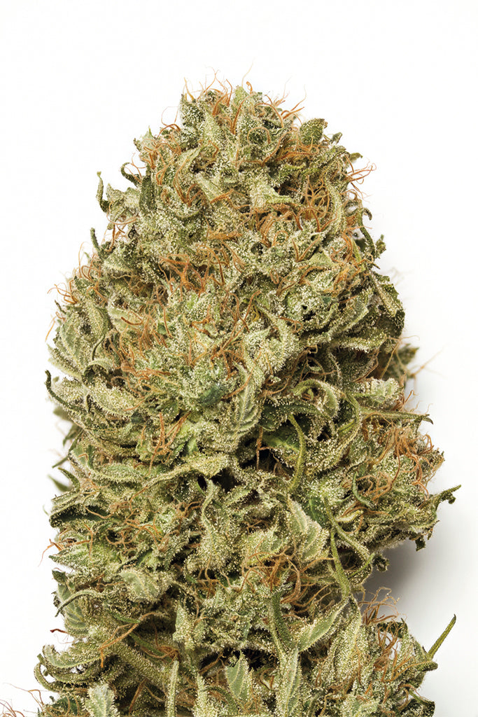Humboldt Seeds Blue Dream Autoflowering Feminisierte Autoflower
