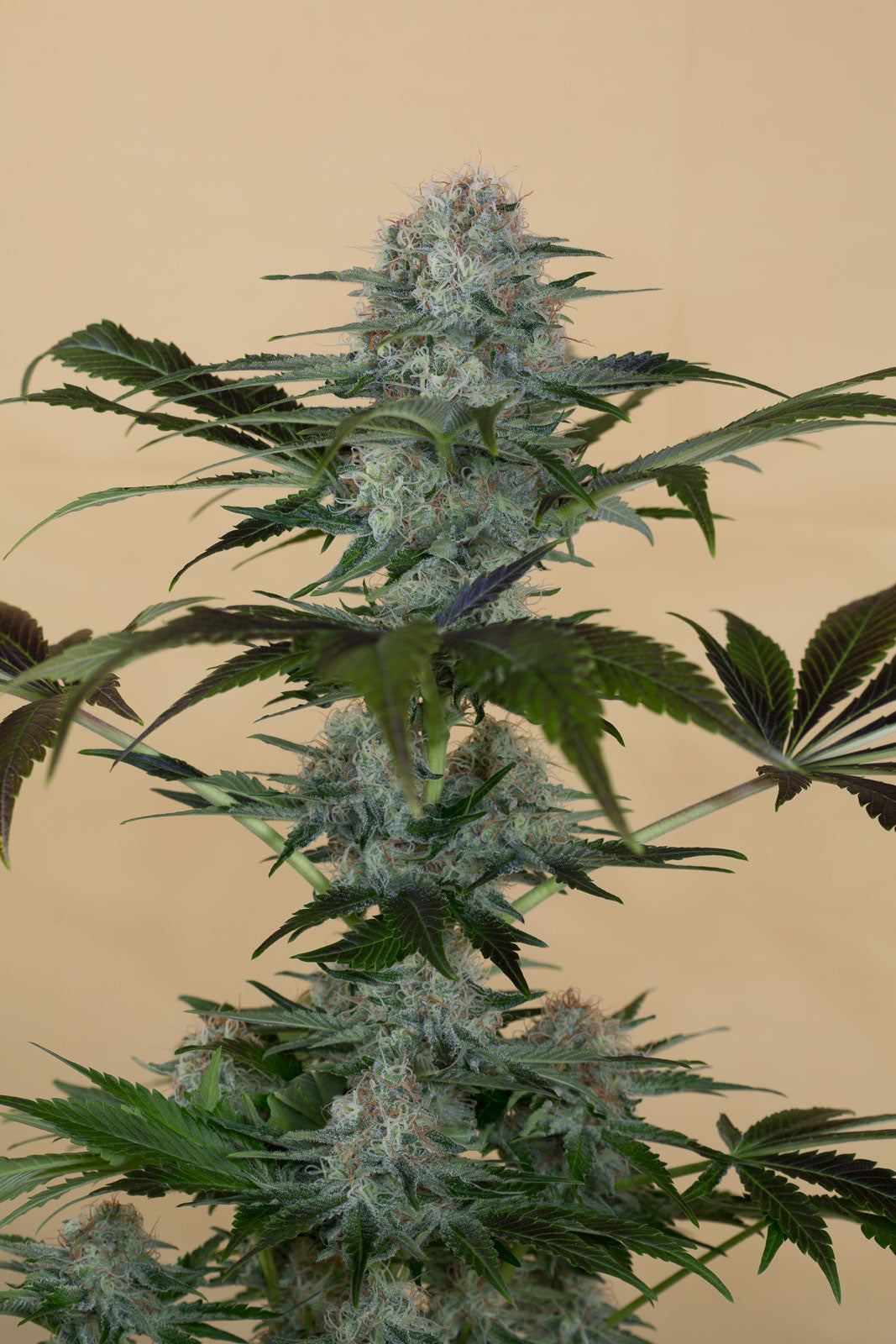 Humboldt Seeds Black Dog CBD feminisiert