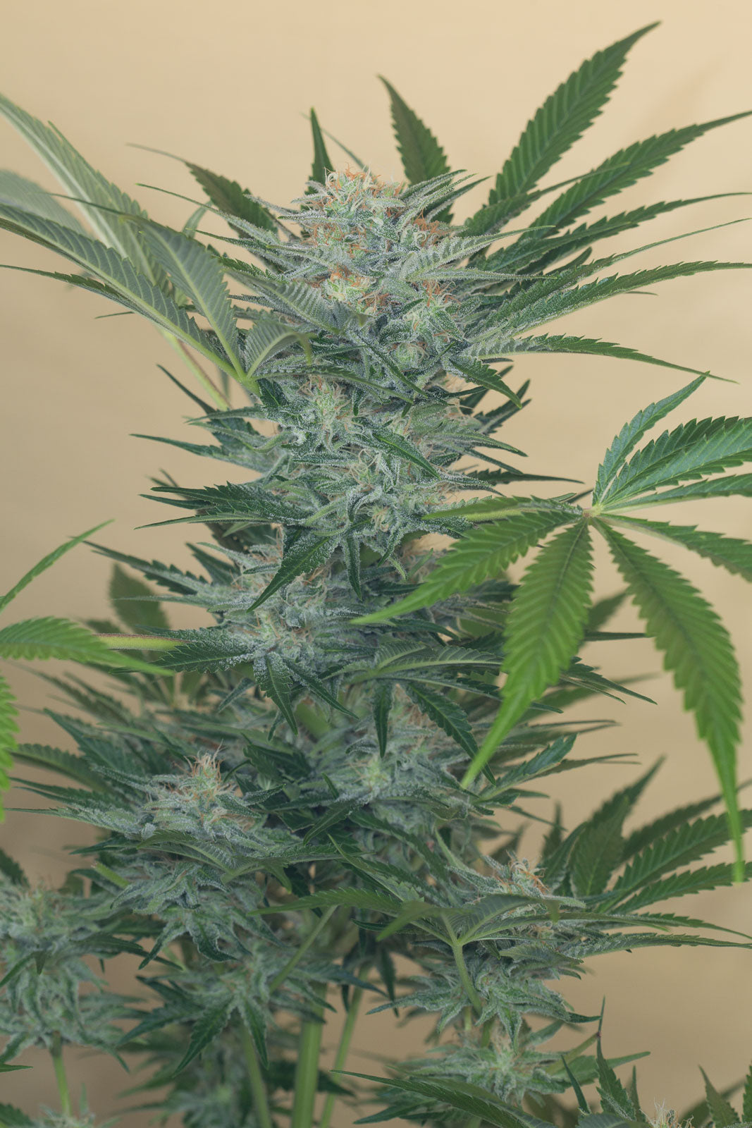 Humboldt Seeds Black Dog CBD feminisiert
