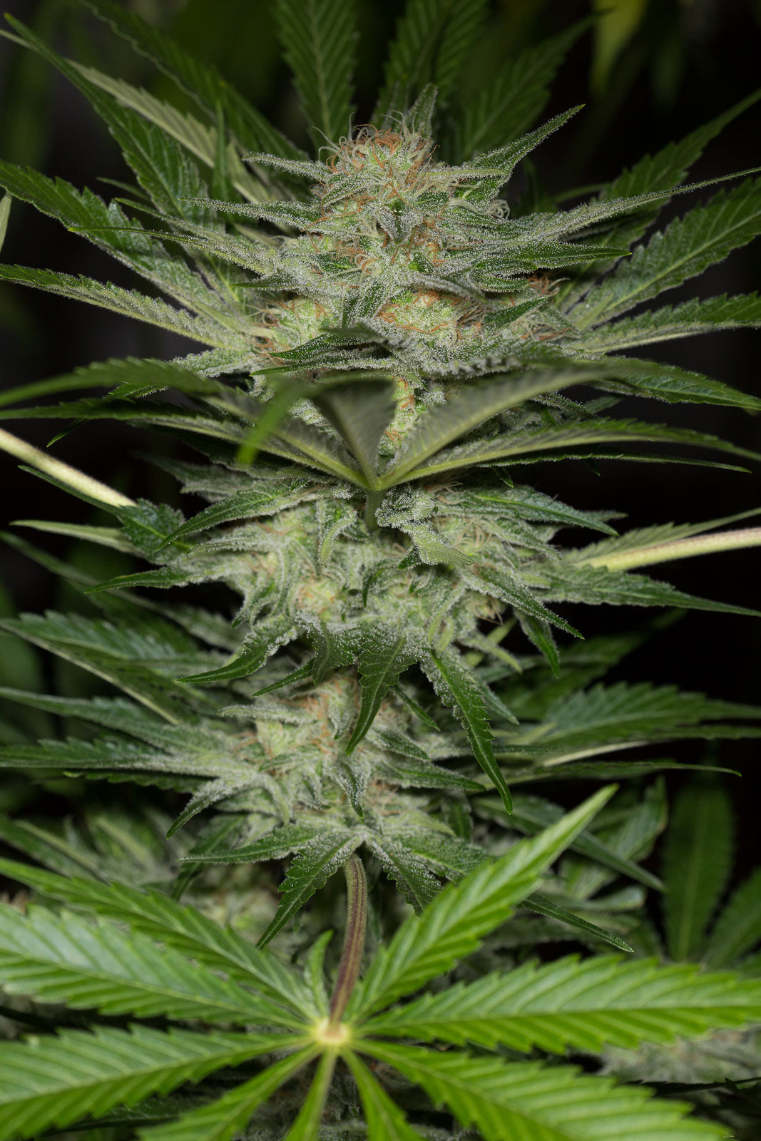 Humboldt Seeds Black Dog CBD feminisiert