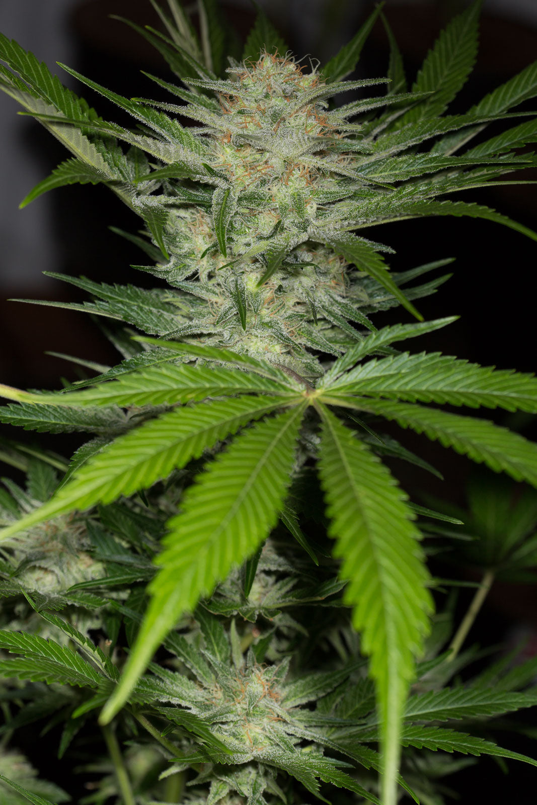 Humboldt Seeds Black Dog CBD feminisiert
