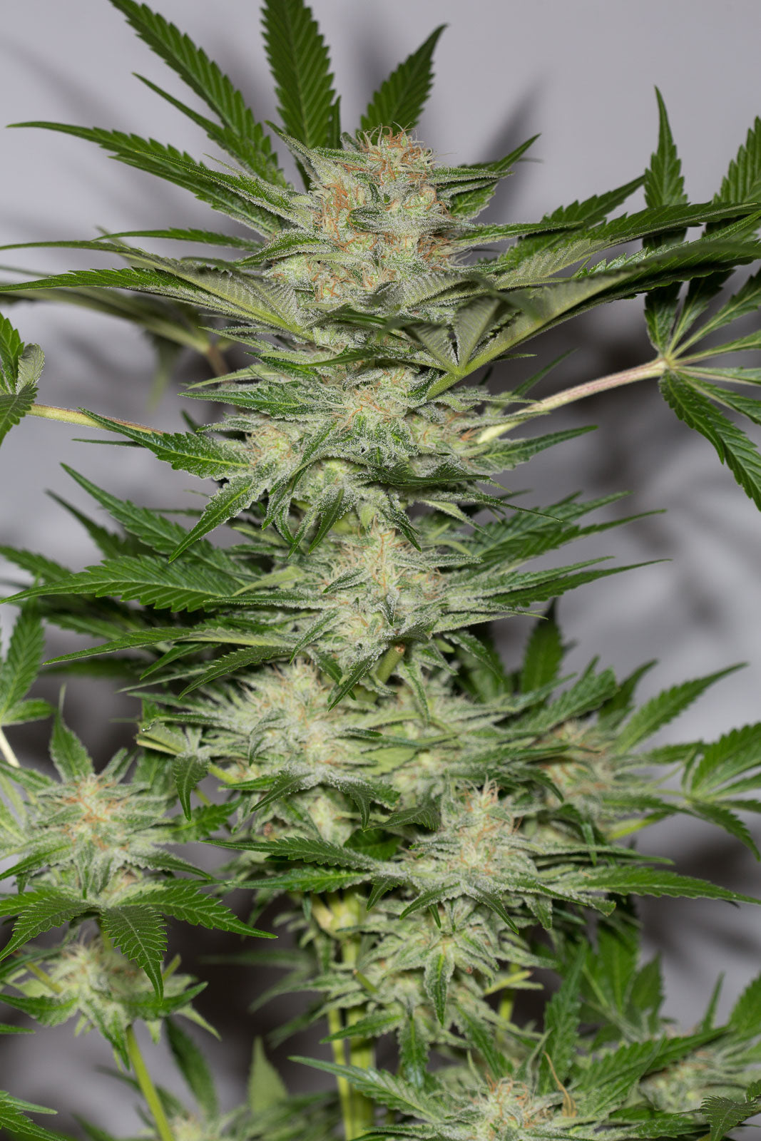 Humboldt Seeds Black Dog CBD feminisiert