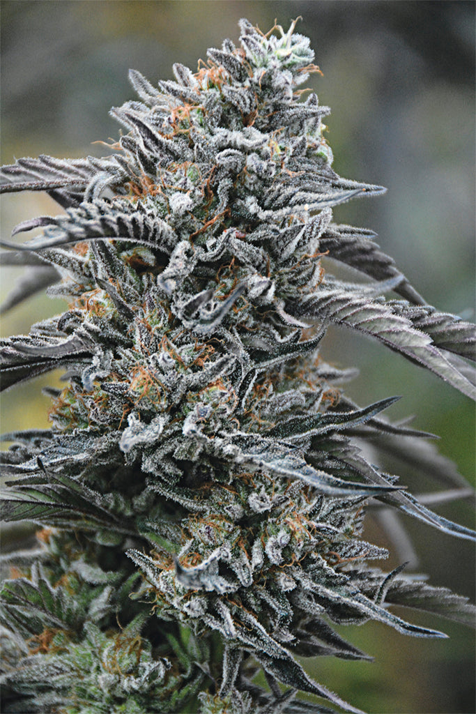 Humboldt Seeds Black Dog CBD feminisiert