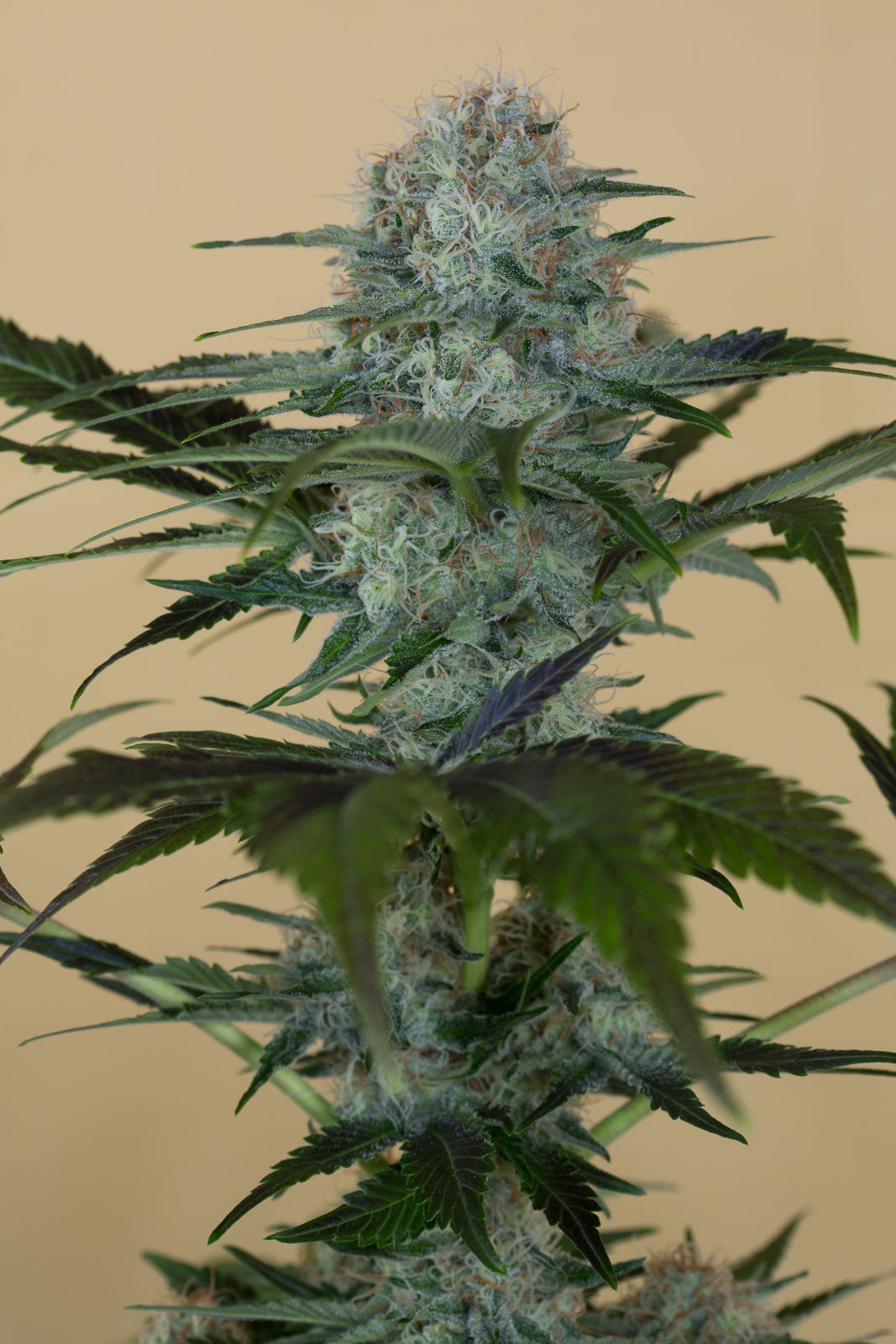Humboldt Seeds Black Dog CBD feminisiert