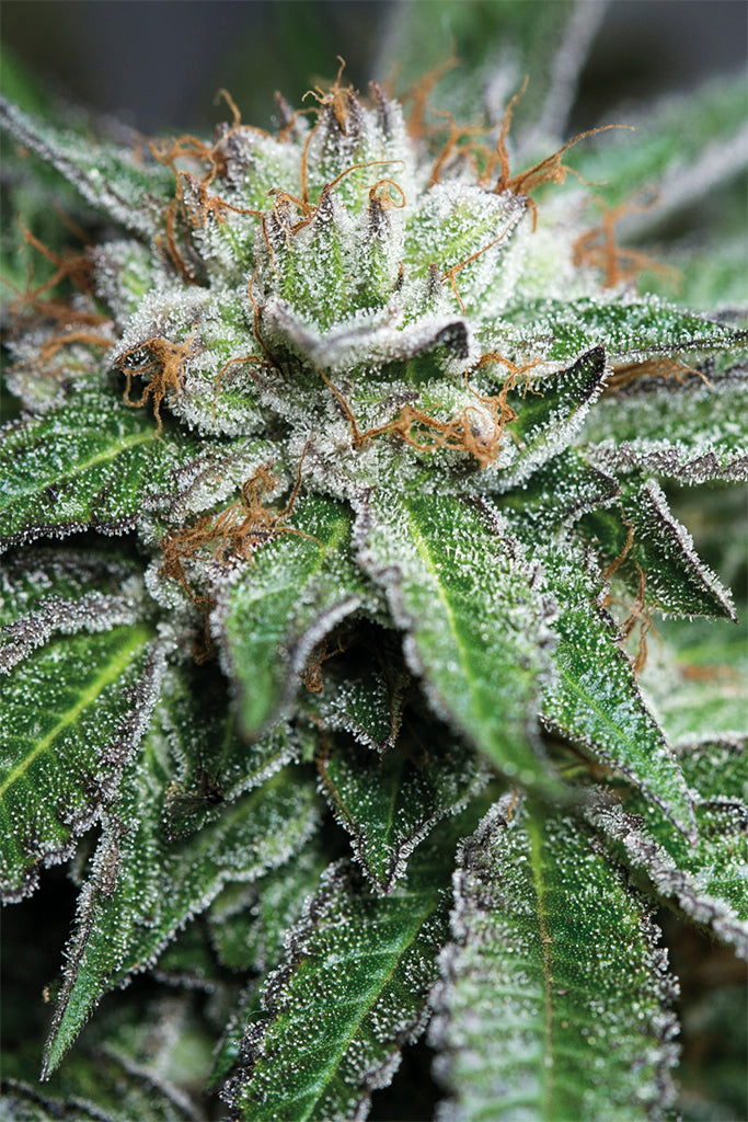 Humboldt Seeds Bubba Kush Regular