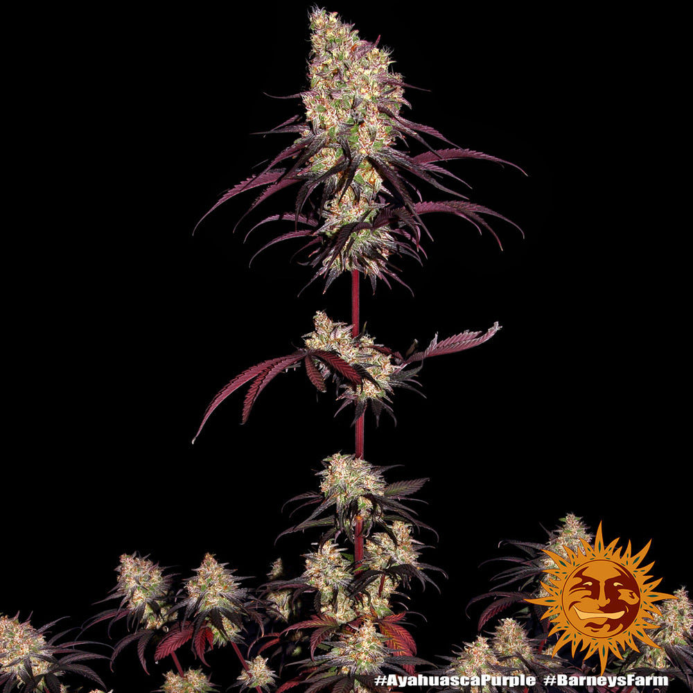 Barney's Farm Ayahuasca Purple, feminisiert