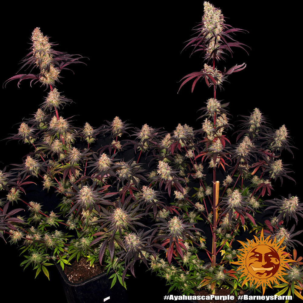 Barney's Farm Ayahuasca Purple, feminisiert